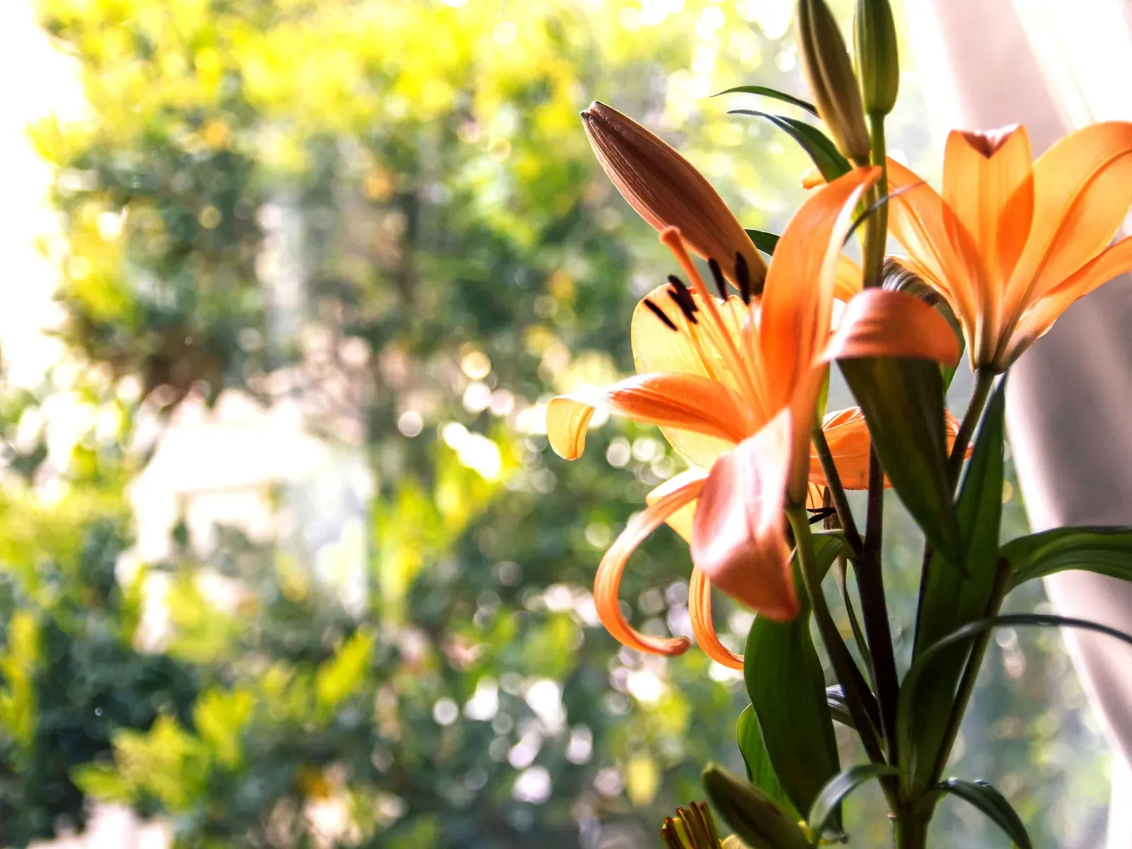 Flores y naturaleza a contraluz